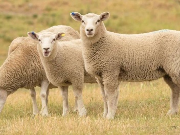Հայաստանում հաշվառվել է 690.565 ոչխար