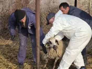 Վարակված կամ հիվանդ կենդանիների աղացած մսի մեջ վիրուսը կենսունակ է 28 օր. ՍԱՏՄ