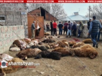 Գայլերի ոհմակը Ագարակավան գյուղում 170-ից ավելի ոչխար է հոշոտել. գյուղացին կրել է մոտ 40 հազար դոլարի վնաս. shamshyan.com
