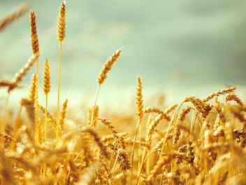 Axios: Рост цен на пшеницу приведет к еще большим страданиям