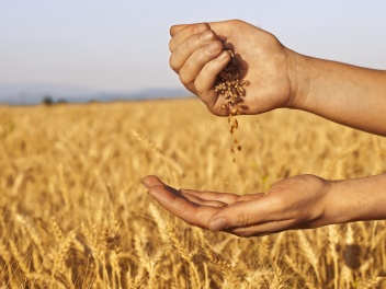 В Грузии заканчиваются запасы пшеницы: запасо...