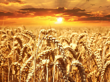 Պետությունը կփոխհատուցի աշնանացան ցորենի մշակության ծախսերը 50 տոկոսով. Դա չի վերաբերում Արմավիրի եւ Արարատի մարզերին