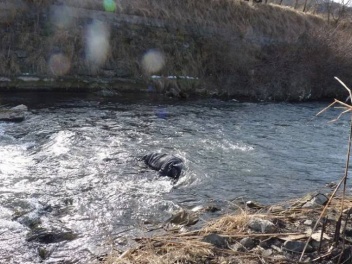 Հրազդան գետում հայտնաբերվել է մոտ 1,5 ամիս որ...