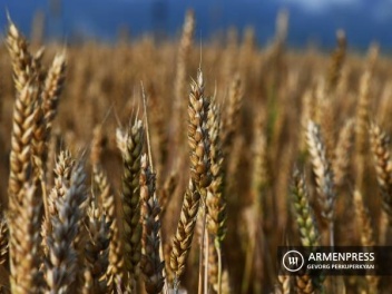 Ցորենի գինը Չիկագոյի ապրանքային բորսայում ավելի քան 3%-ով բարձրացել է «հացահատիկի գործարքի» չերկարաձգման մասին հայտարարությունից հետո