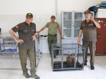 ՀՀ ՊՆ զինծառայողները փրկել են անդրկովկասյան գորշ արջի 4 ամսական հյուծված քոթոթին