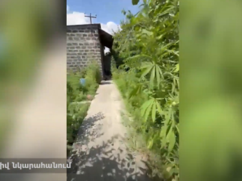 Կանեփի 1,000 բույս և 1 կիլոգրամից ավելի մարիխուանա. Արարատի քրեական ոստիկանների բացահայտումը