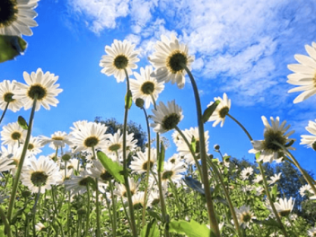 Սպասվում է առանց տեղումների եղանակ. օդի ջերմաստիճանն աստիճանաբար կնվազի