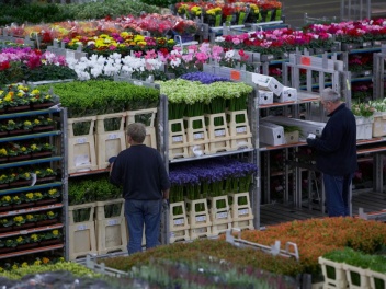 2024 թվականի նույն ժամանակահատվածի համեմատ Հայաստանից արտահանվել է շուրջ 3 տոննա ավելի ծաղիկ