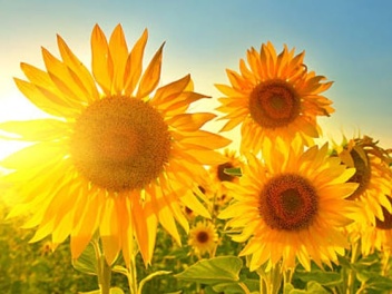 Օդի ջերմաստիճանն էապես չի փոխվի․ առաջիկա օրերի եղանակի կանխատեսումը