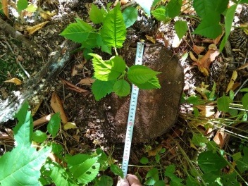 ԲԸՏՄ-ն ներկայացրել է 2025թ. 1-ին կիսամյակի վերահսկողության արդյունքները կենսաբազմազանության ոլորտում