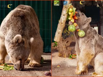 Գորշ արջը փրկվել է Հանքավանի հյուրանոցային հա...