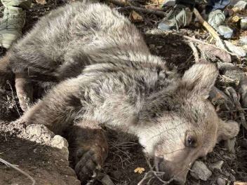 Մետաղական ինքնաշեն լարանում արգելափակված արջի...