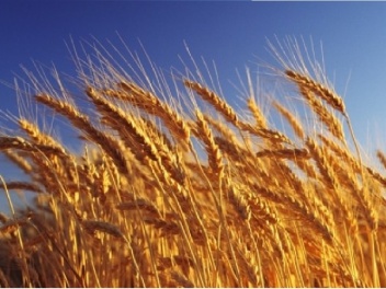 Ղազախստանից Հայաստան է ներկրվել 4-րդ կարգի ցո...