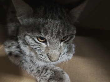 Հայտնաբերված լուսանը Կենդանաբանական այգի տեղա...