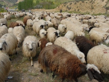 Ապարանում գողացել են 39-ամյա քաղաքացուն պատկա...