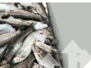 «Իշխան» ձկնատեսակի գինը նոյեմբերին աճել է 13....