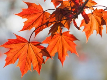 Առաջիկա 3 օրը՝ առանց տեղումների. ջերմաստիճանը...