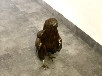 Կարմիր գրքում գրանցված արծիվը տեղափոխվել է Եր...