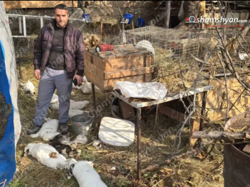 Վարդաշենում թափառող շները խեղդամահ են արել քա...