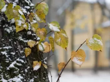 Սպասվում է առանց տեղումների եղանակ