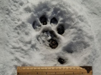 «Զանգեզուր» կենսոլորտային համալիրում հայտնաբե...