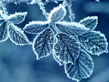 Սպասվում է առանց տեղումների եղանակ