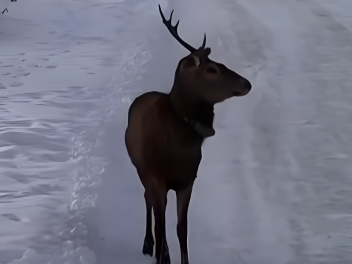 Լոռու մարզում վերջերս նկատված ազնվացեղ եղջերո...