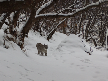 Հայաստանում մեծությամբ երկրորդ կատվազգին կրկի...