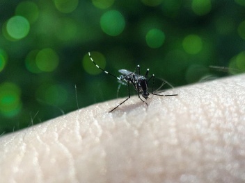 ՀՀ-ում արձանագրվել է «Չիկունգունիա տենդ» հիվա...