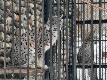 Ապօրինի պահվող լուսանը և կարմիրգրքյան թռչունն...