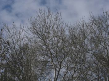 Սպասվում է առանց տեղումների եղանակ