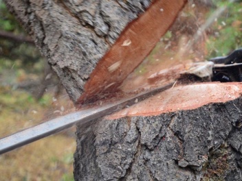 Ապօրինի ծառահատման դեպքերը չարձանագրելու դիմա...