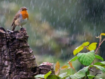 Սպասվում է անձրև