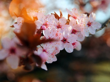 Սպասվում է առանց տեղումների եղանակ