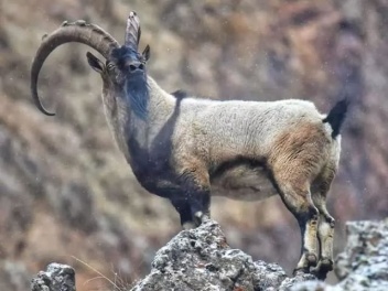 Կարմիր գրքում գրանցված բեզոարյան այծ ապօրինի...