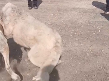 Շնшմարտ կազմակերպելու համար 3 անձ է ձերբակալվել. նախաձեռնվել է քրեական վարույթ