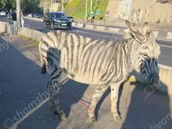 Քաղաքացին ավանակին ներկել էր եւ տարել Մյասնիկ...