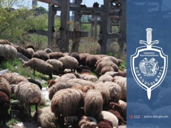 3 երիտասարդ գողացել են 224 գլուխ ոչխար. բացահայտում