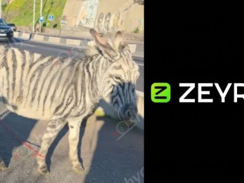 ZEYRO- ի մեկնաբանությունը զեբրայի մասին
