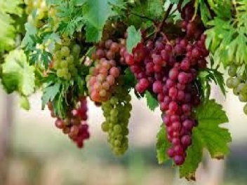 Կպետականացվի խաղողագործության և գինեգործությա...