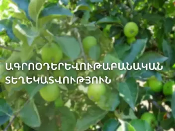 Նախալեռնային շրջաններում աշնանացան ցորենը ծաղ...