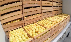 Հունիսի 1-ից հուլիսի 24-ը Հայաստանից ՌԴ տարածք է մտել ծիրանով բեռնված 2,240 բեռնատար. Գևորգ Պապոյան