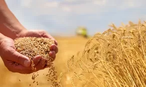 Հոկտեմբերին պարենային ապրանքների համաշխարհային գներն ընդհանուր առմամբ նվազել են