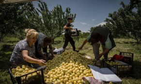 74.5% անկում. Հայկական գյուղմթերքի արտահանման ճգնաժամի համակարգային պատճառները. Տիգրան Դումիկյան