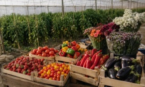 Կառավարությունը գյուղմթերքի և սննդամթերքի արտահանմանը կտրամադրի ավելի քան 4.52 մլրդ դրամ