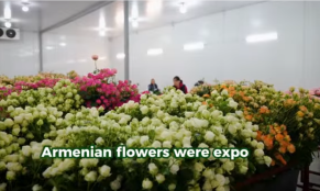 Հայաստանից 908,6 տոննա ծաղիկ է արտահանվել 30 երկիր