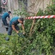 Արտակարգ դեպք Երևանում․ Անդրանիկի փողոցի շենքերից մեկի բակում թթենին արմատից պոկվել և ընկել է գետնին