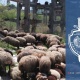 3 երիտասարդ գողացել են 224 գլուխ ոչխար. բացահայտում