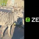ZEYRO-ն անդրադարձել է ներկած էշի թեմային