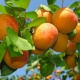 Հունիսի 1-ից հուլիսի 19-ը Հայաստանից արտահանվել է 7,654 տոննա ծիրան․ Պապոյան
